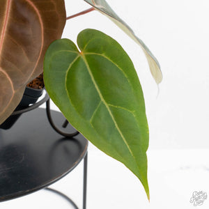 Anthurium Red Velvet Cake '24' x Dark & Handsome '9' by DocBlock  (wk40-L326)