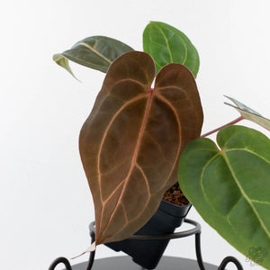Anthurium Red Velvet Cake '24' x Dark & Handsome '9' by DocBlock  (wk40-L326)