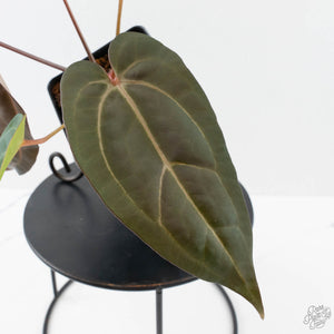 Anthurium Red Velvet Cake '24' x Dark & Handsome '9' by DocBlock  (wk40-L326)