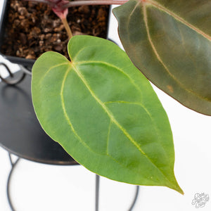 Anthurium Red Velvet Cake '24' x Dark & Handsome '9' by DocBlock  (wk40-L326)