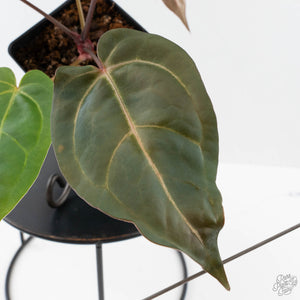 Anthurium Red Velvet Cake '24' x Dark & Handsome '9' by DocBlock  (wk40-L326)