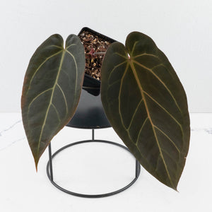 Anthurium Red Velvet Cake '24' x Dark & Handsome '9' by DocBlock®  (wk35-L94)