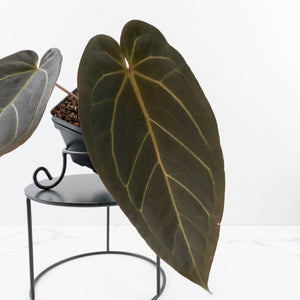 Anthurium Red Velvet Cake '24' x Dark & Handsome '9' by DocBlock®  (wk35-L94)