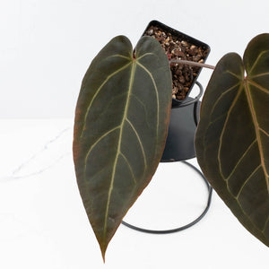 Anthurium Red Velvet Cake '24' x Dark & Handsome '9' by DocBlock®  (wk35-L94)