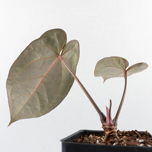 Anthurium Red Velvet Cake '24' x Dark & Handsome '9' by DocBlock®  (wk35-L94)
