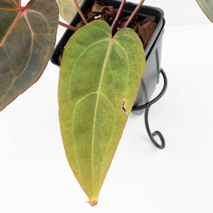 Variegated Anthurium Red Velvet Cake '24' x Dark & Handsome '9' by DocBlock®  (wk34-U34)