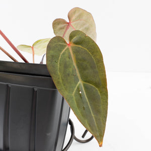 Variegated Anthurium Red Velvet Cake '24' x Dark & Handsome '9' by DocBlock®  (wk34-U34)