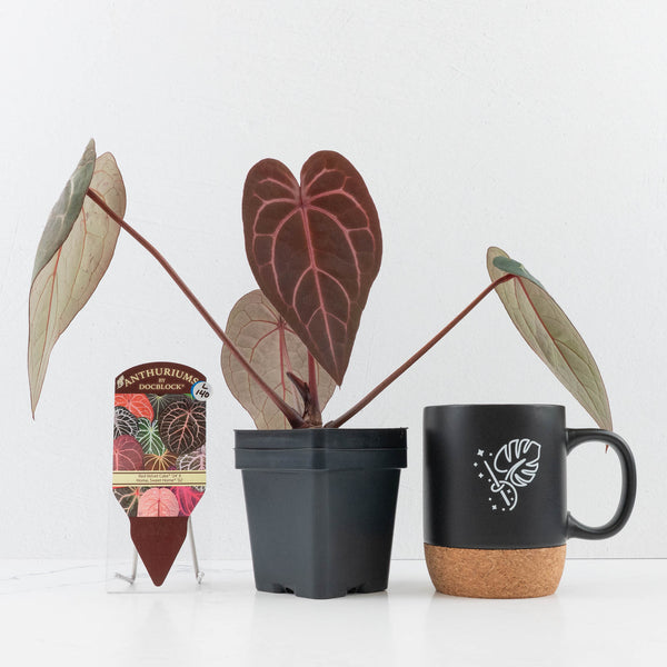 アンスリウム Red Velvet Cake x  Sweet  Anthurium Red Velvet Cake '24' x Home, Sweet Home '32' by DocBlock