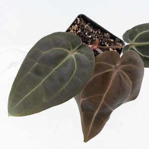 Anthurium Red Velvet Cake '24' x Red Velvet Cake '24' by DocBlock® (wk36-L245)