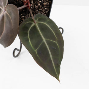 Anthurium Red Velvet Cake '24' x Red Velvet Cake '24' by DocBlock® (wk36-L245)