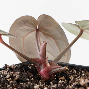 Anthurium Red Velvet Cake '24' x Red Velvet Cake '24' by DocBlock® (wk36-L245)