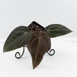 Anthurium Red Velvet Cake '24' x Red Velvet Cake '24' by DocBlock® (wk36-L245)