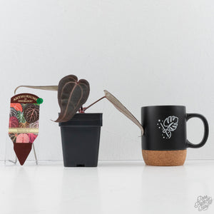 Anthurium Red Velvet Cake '24' x Red Velvet Cake '24' by DocBlock (wk40-L328)