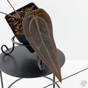 Anthurium Red Velvet Cake '24' x Red Velvet Cake '24' by DocBlock (wk40-L328)