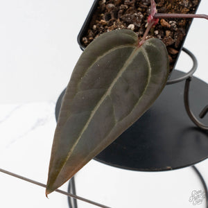 Anthurium Red Velvet Cake '24' x Red Velvet Cake '24' by DocBlock (wk40-L328)