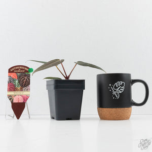 Anthurium Red Velvet Cake '24' x Red Velvet Cake '24' by DocBlock (wk40-L329)