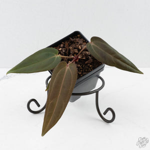 Anthurium Red Velvet Cake '24' x Red Velvet Cake '24' by DocBlock (wk40-L329)