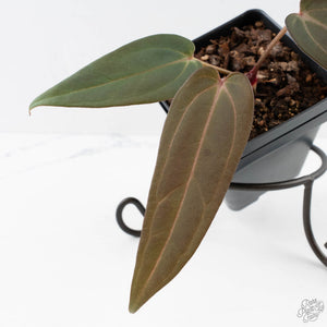 Anthurium Red Velvet Cake '24' x Red Velvet Cake '24' by DocBlock (wk40-L329)