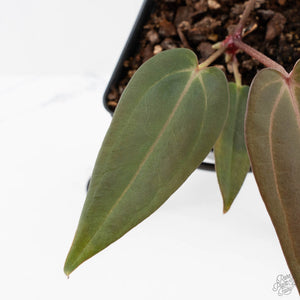 Anthurium Red Velvet Cake '24' x Red Velvet Cake '24' by DocBlock (wk40-L329)