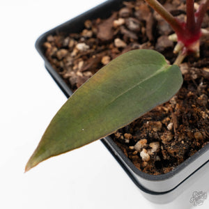 Anthurium Red Velvet Cake '24' x Red Velvet Cake '24' by DocBlock (wk40-L329)