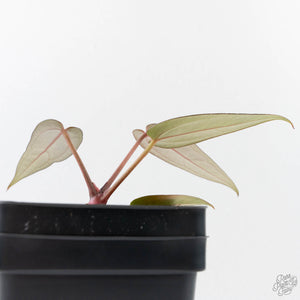 Anthurium Red Velvet Cake '24' x Red Velvet Cake '24' by DocBlock (wk40-L329)