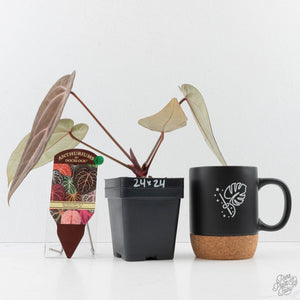 Anthurium Red Velvet Cake '24' x Red Velvet Cake '24' by DocBlock (wk40-L330)