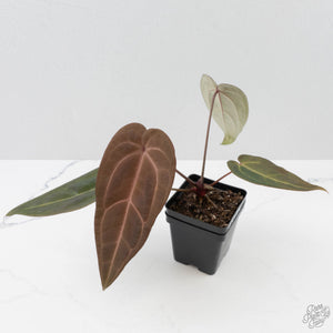Anthurium Red Velvet Cake '24' x Red Velvet Cake '24' by DocBlock (wk40-L330)