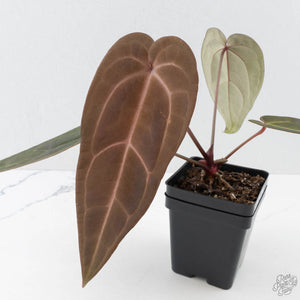 Anthurium Red Velvet Cake '24' x Red Velvet Cake '24' by DocBlock (wk40-L330)