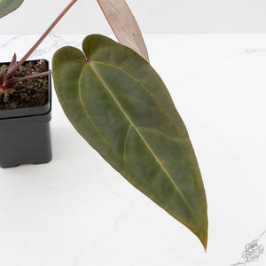 Anthurium Red Velvet Cake '24' x Red Velvet Cake '24' by DocBlock (wk40-L330)