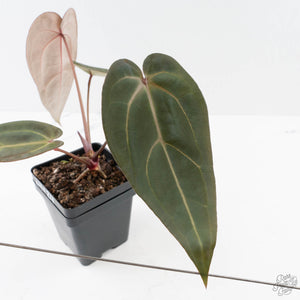 Anthurium Red Velvet Cake '24' x Red Velvet Cake '24' by DocBlock (wk40-L330)
