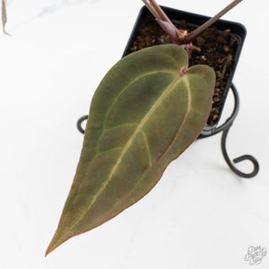 Anthurium Red Velvet Cake '24' x Red Velvet Cake '24' by DocBlock (wk40-L330)