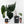 Anthurium Black Widow '43' x Red Velvet Cake '24' x Black Widow '43' by DocBlock (wk40-L334)