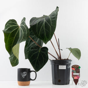Anthurium Black Widow '43' x Red Velvet Cake '24' x Black Widow '43' by DocBlock (wk40-L334)