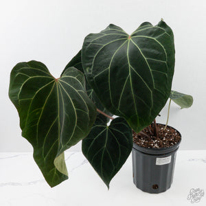 Anthurium Black Widow '43' x Red Velvet Cake '24' x Black Widow '43' by DocBlock (wk40-L334)