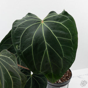 Anthurium Black Widow '43' x Red Velvet Cake '24' x Black Widow '43' by DocBlock (wk40-L334)