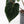 Anthurium Black Widow '43' x Red Velvet Cake '24' x Black Widow '43' by DocBlock (wk40-L334)