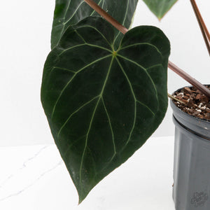 Anthurium Black Widow '43' x Red Velvet Cake '24' x Black Widow '43' by DocBlock (wk40-L334)
