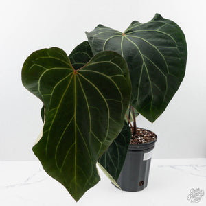 Anthurium Black Widow '43' x Red Velvet Cake '24' x Black Widow '43' by DocBlock (wk40-L334)