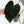 Anthurium Black Widow '43' x Red Velvet Cake '24' x Black Widow '43' by DocBlock (wk40-L334)