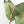 Anthurium Black Widow '43' x Red Velvet Cake '24' x Black Widow '43' by DocBlock (wk40-L334)