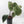 Anthurium Black Widow '43' x Red Velvet Cake '24' x Black Widow '43' by DocBlock (wk40-L334)