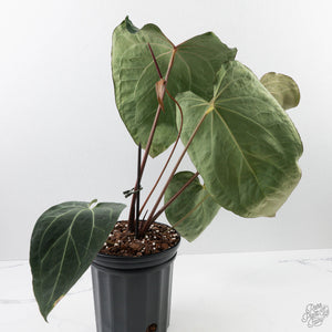 Anthurium Black Widow '43' x Red Velvet Cake '24' x Black Widow '43' by DocBlock (wk40-L334)