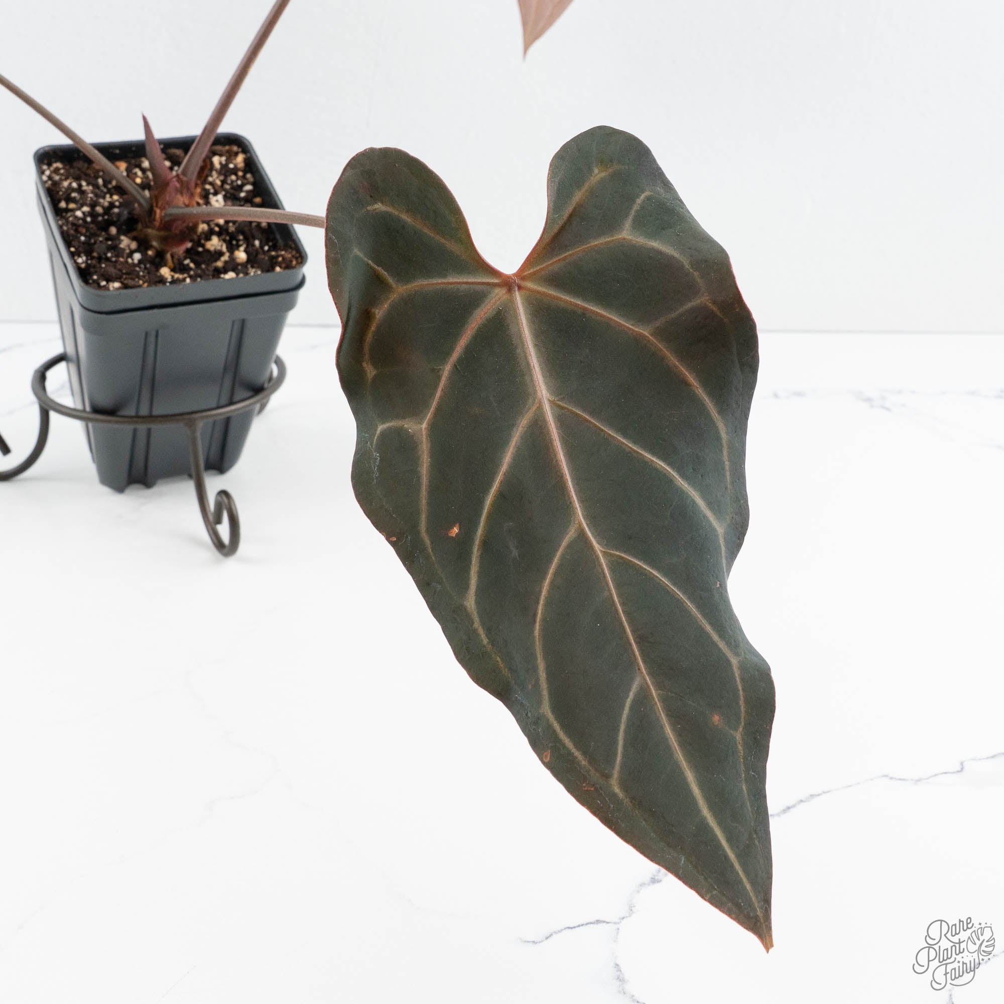 Anthurium Red Velvet Cake '24' x Dark & Handsome '9' by DocBlock