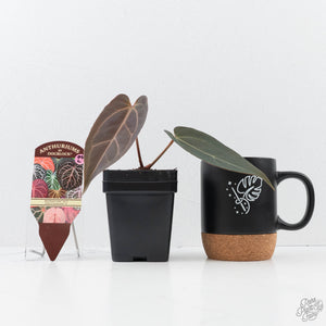 Anthurium Red Velvet Cake '24' x Dark & Handsome '9' by DocBlock®  (wk20-L)