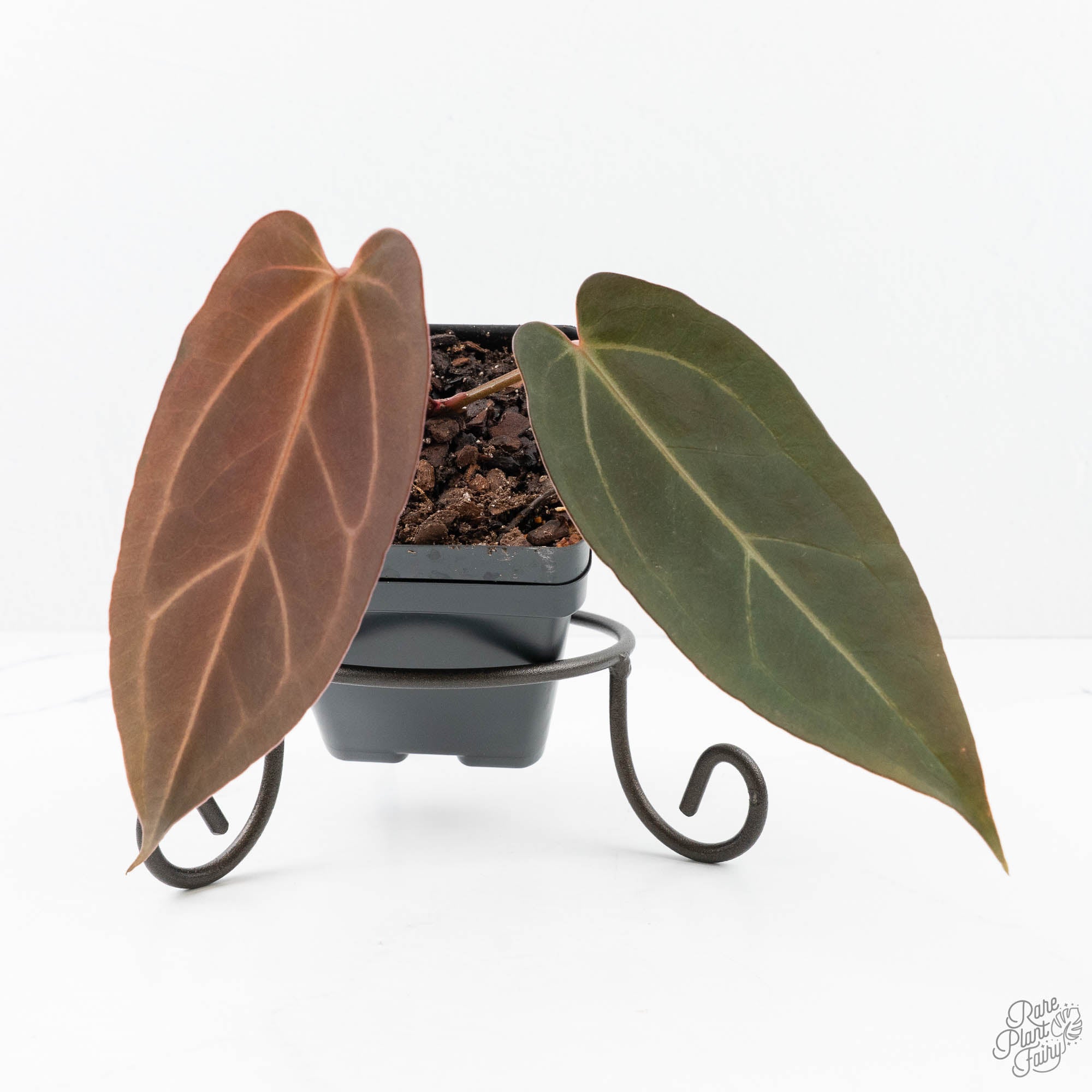 Anthurium Red Velvet Cake '24' x Dark & Handsome '9' by DocBlock