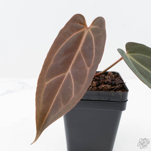 Anthurium Red Velvet Cake '24' x Dark & Handsome '9' by DocBlock®  (wk20-L)