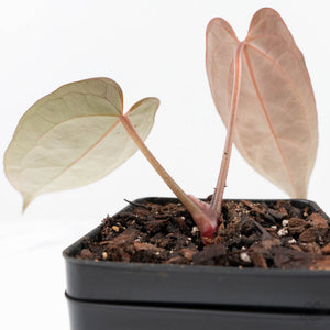 Anthurium Red Velvet Cake '24' x Dark & Handsome '9' by DocBlock®  (wk20-L)