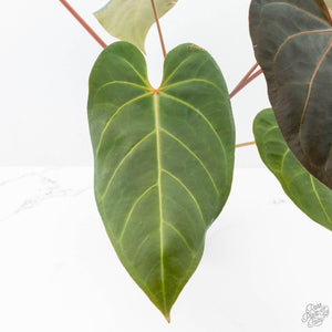 Anthurium Red Velvet Cake '24' x Zara '9' by DocBlock® (wk21-E)