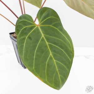 Anthurium Red Velvet Cake '24' x Zara '9' by DocBlock® (wk21-E)
