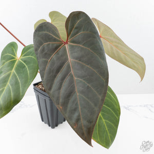 Anthurium Red Velvet Cake '24' x Zara '9' by DocBlock® (wk21-E)